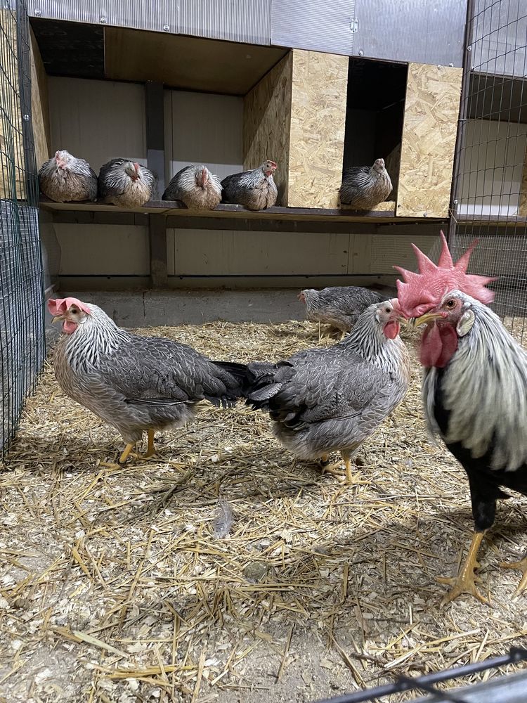 Pui de gaina de rasa Jersey Giant Combatant Plymouth Australorp Brahma