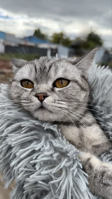Кошечка британская, стерилизованная