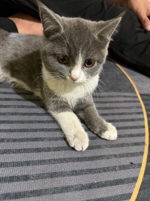 Британские котята забрали 3 шт осталось 1 последний