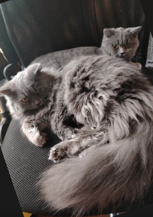 Британски мъжки Котета