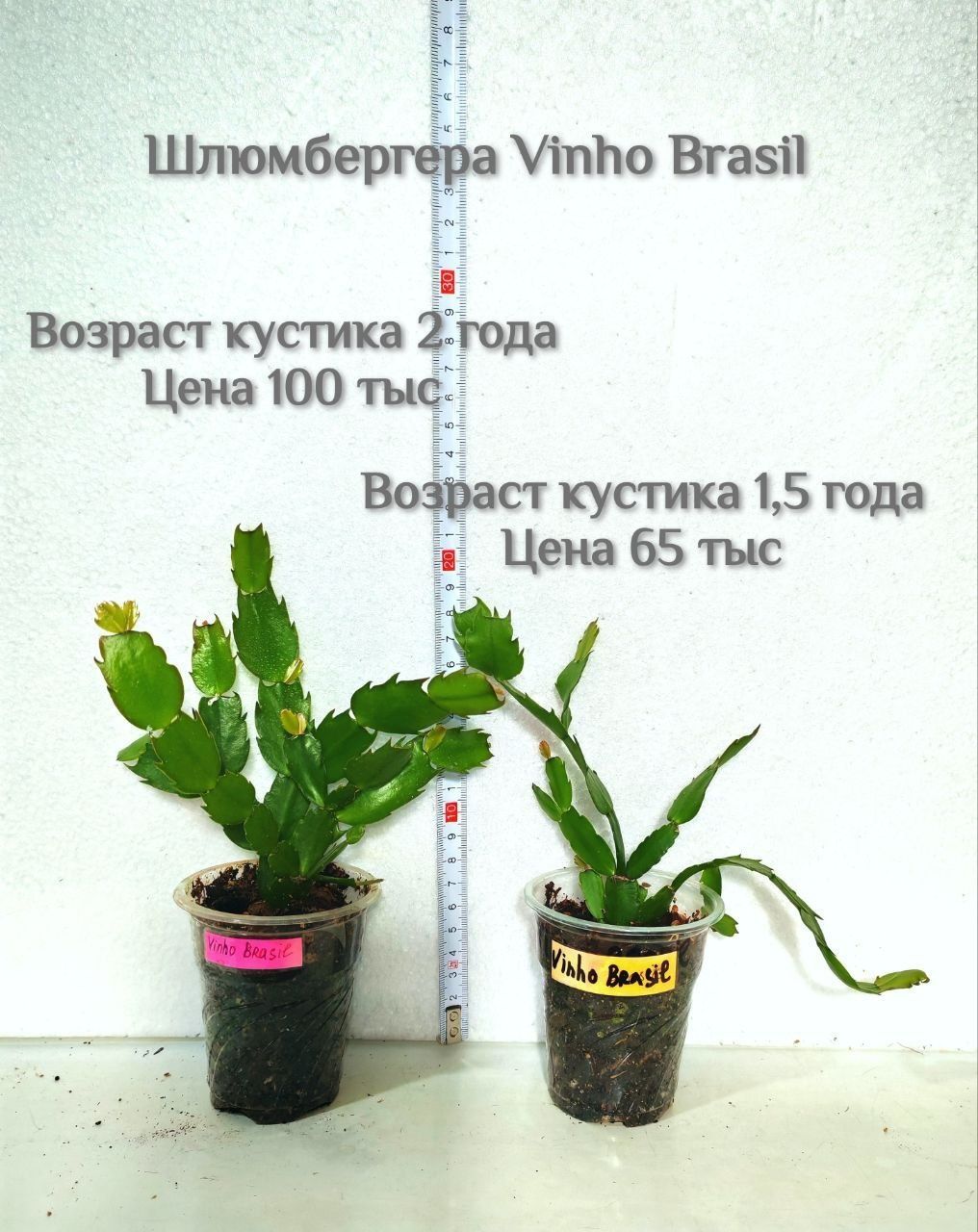 Сортовая шлюмбергера (декабрист)