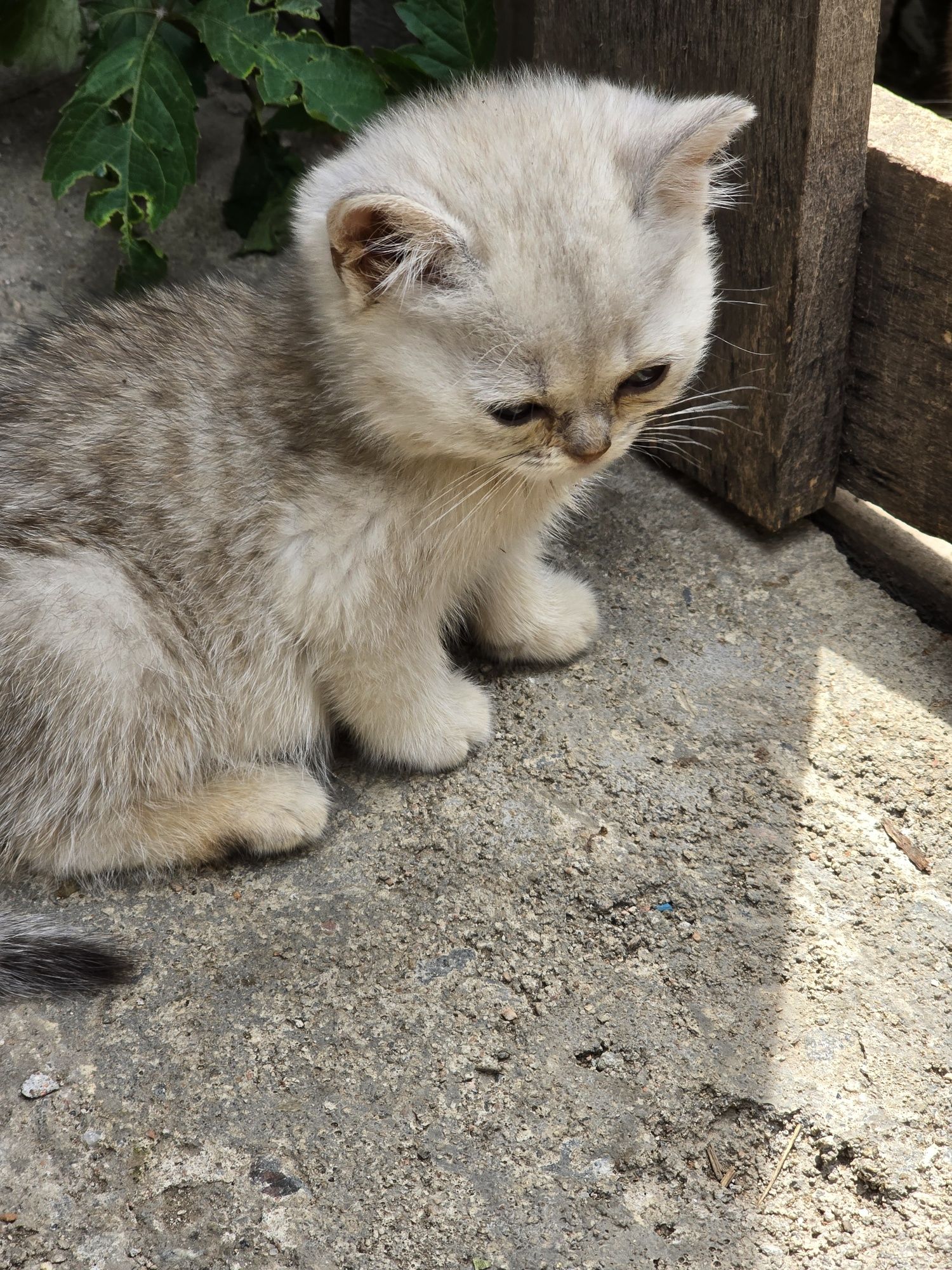 Продам котят, разного возраста.