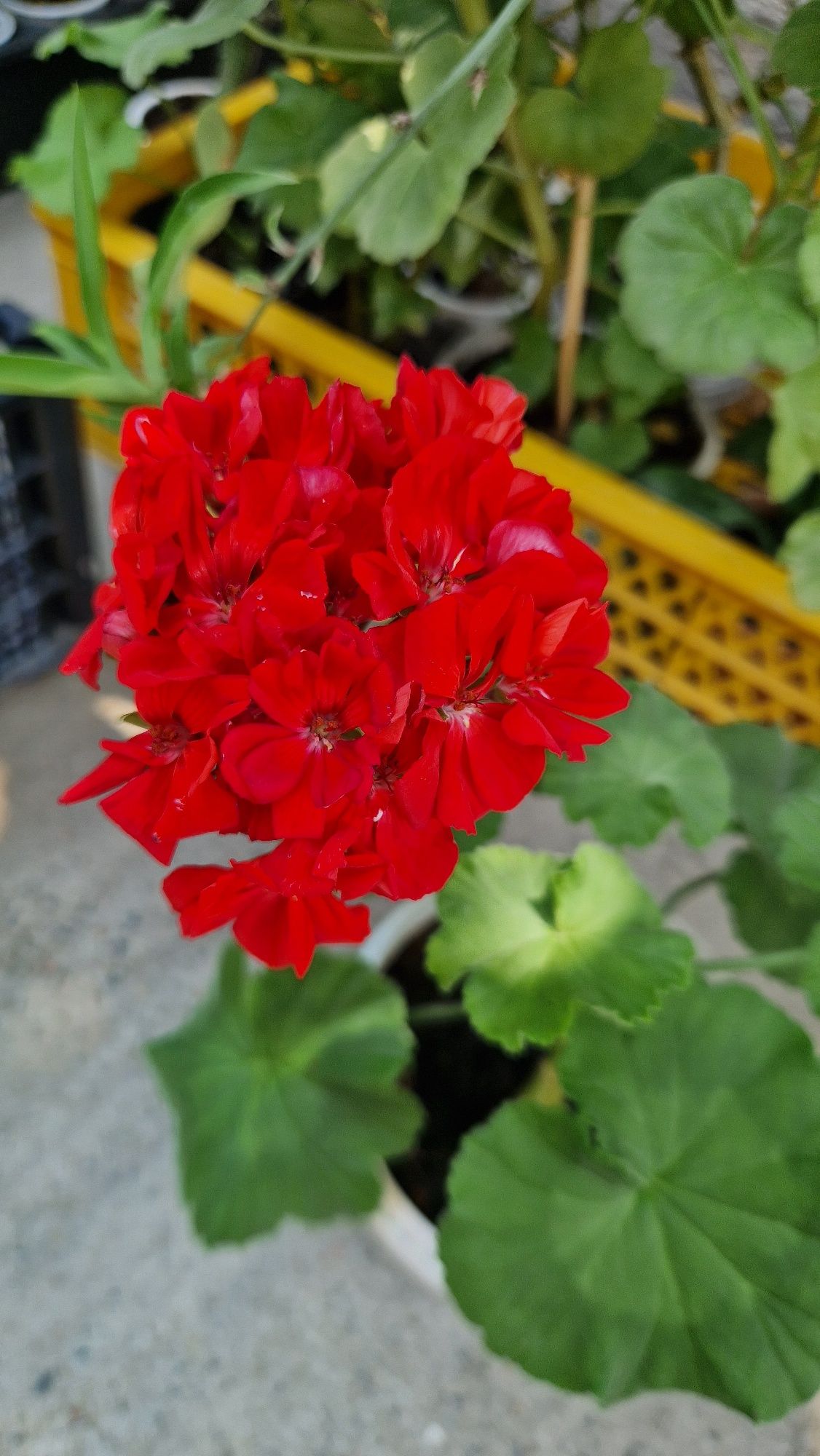 Продам герань красную