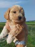 Vând cățel maltipoo