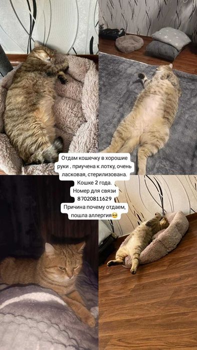 Отдам кошечку в ответственные руки