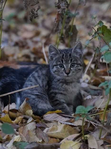 Котята 2 месяца ищут дом