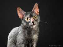 Fetita Lykoi rasa pura
