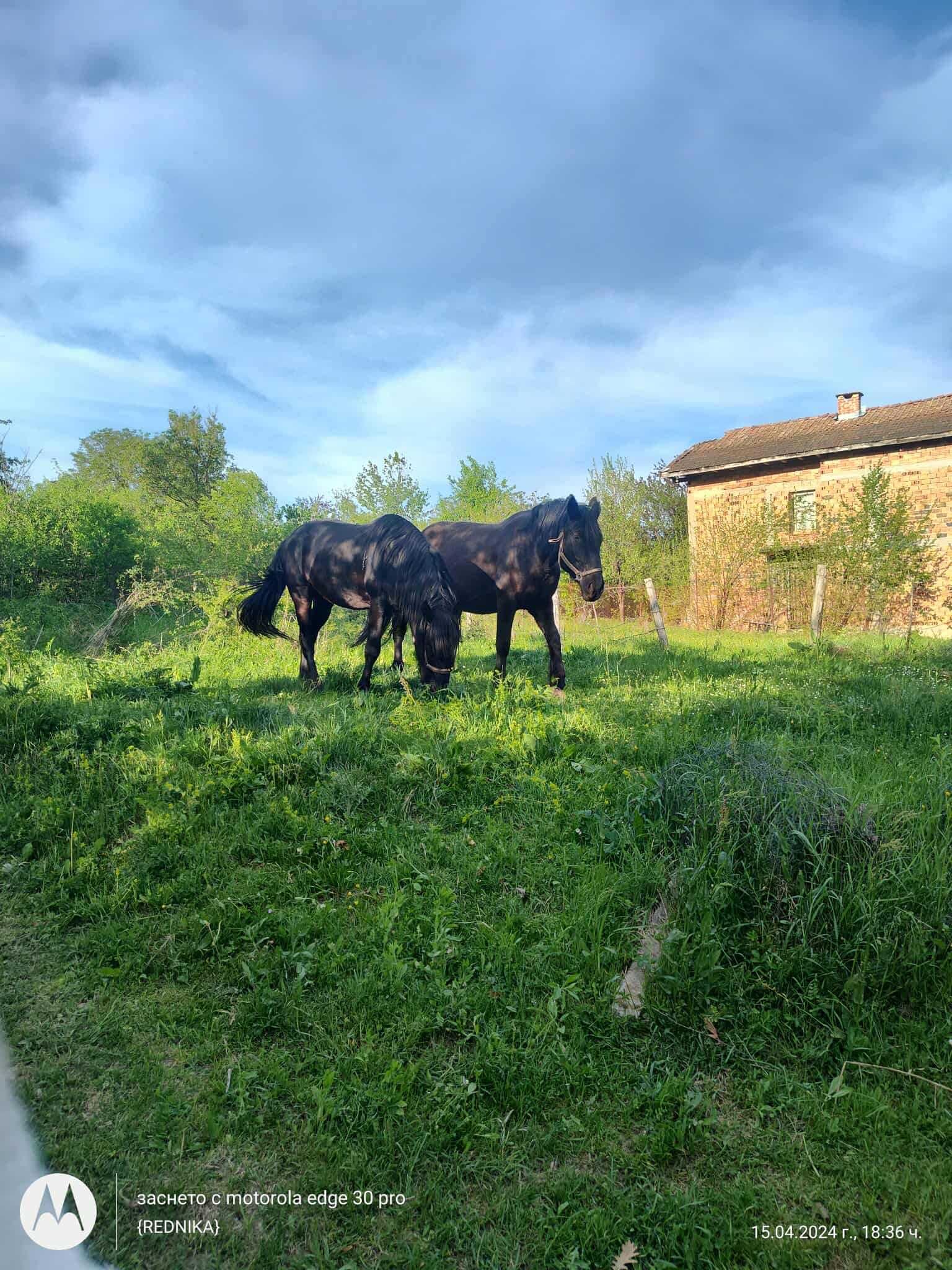 Продавам кобила и жребец
