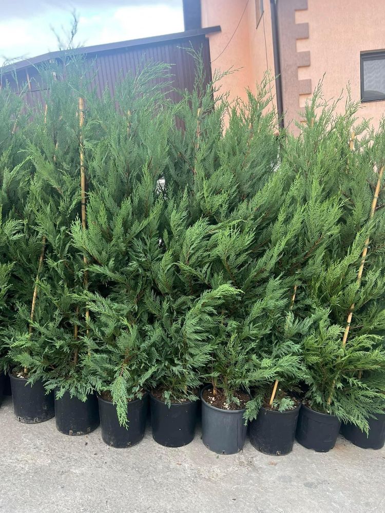 Plante ornamentale.tuia,forme,specialitati.gazon.piatra