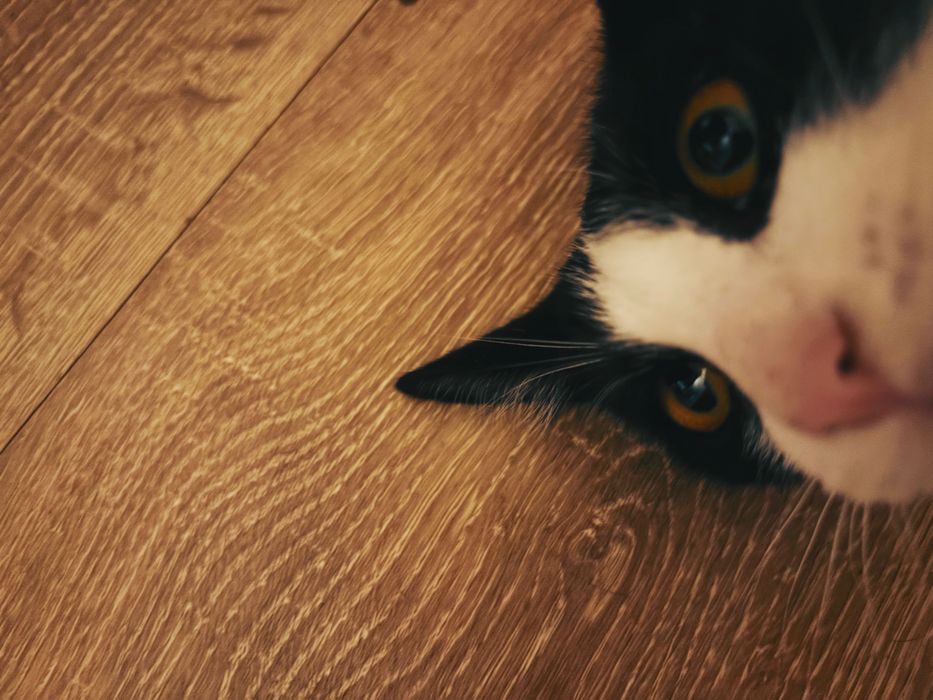 Pisicuta disponibila pentru adoptie