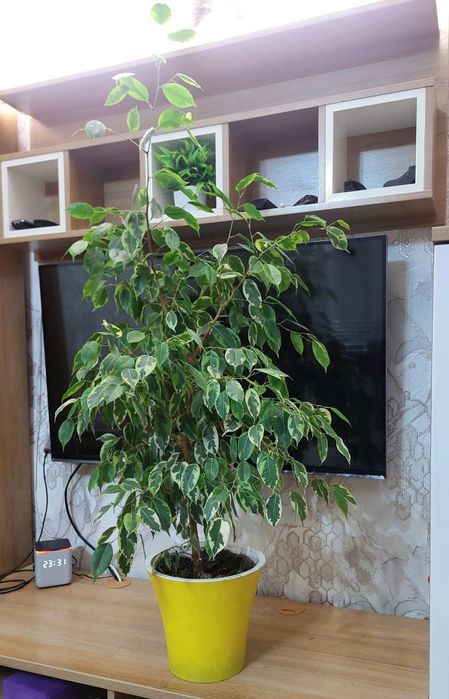 Продам комнатный цветок Бенджамин Golden King высота 1,35 м