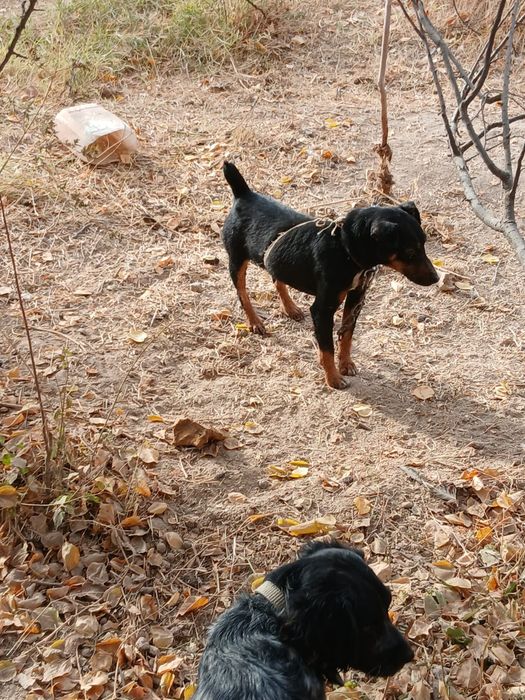 Як 2 года Кабель