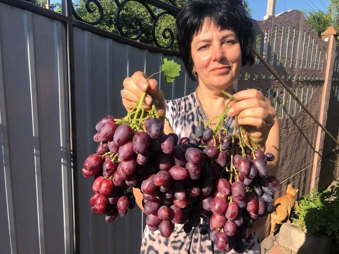 Vita de vie Podarok Nesvetaia