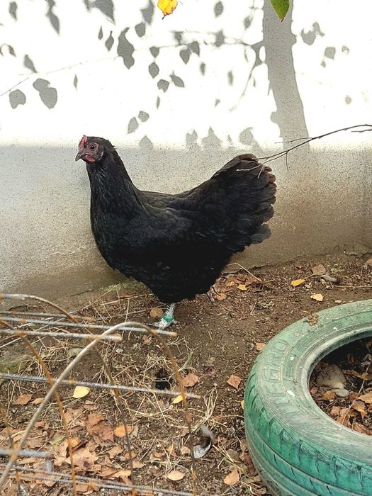 Australorp,puicuta 2025