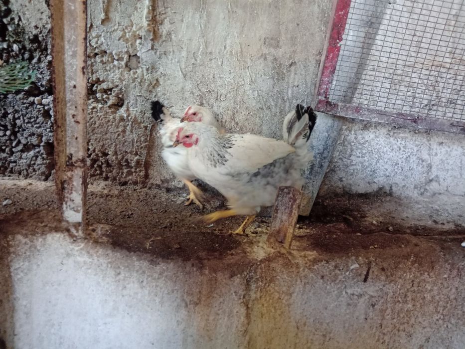 Бял Легхорн ярки на 5месеца