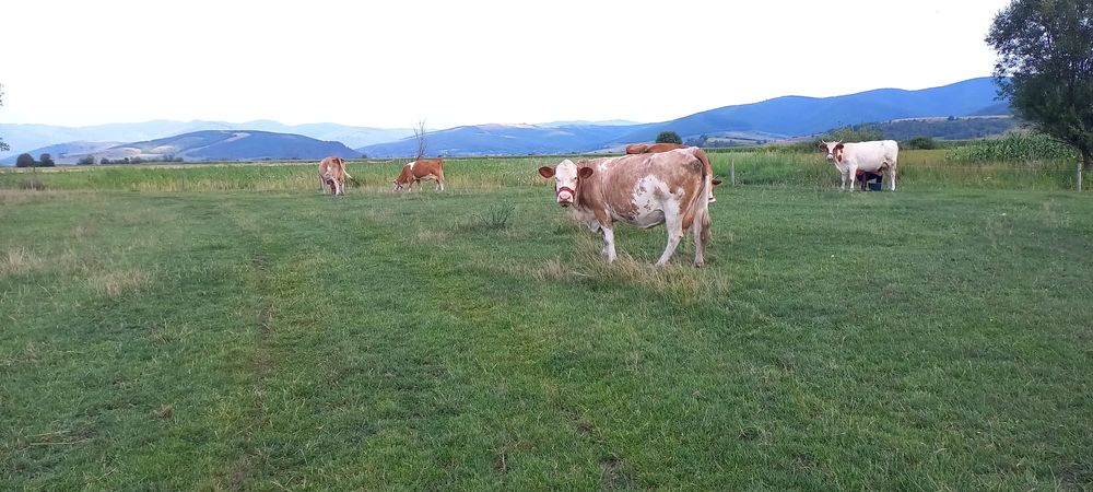 Vând vaci la prima și a doua fătare Baltata Românească