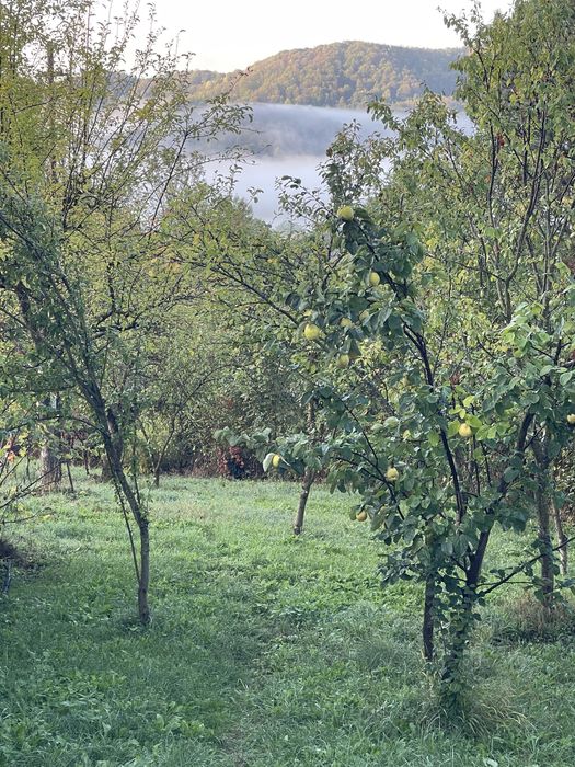 Casa vacanta de vanzare Provița de Jos