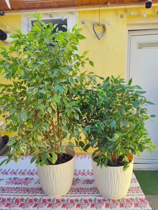 Ficus benjamin..