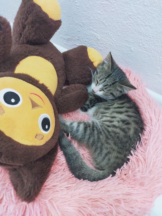 Отдам котенка в добрые руки