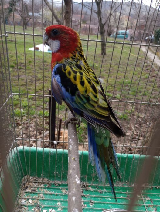 папагал Розела мъжка