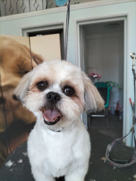 Cosmetica canina