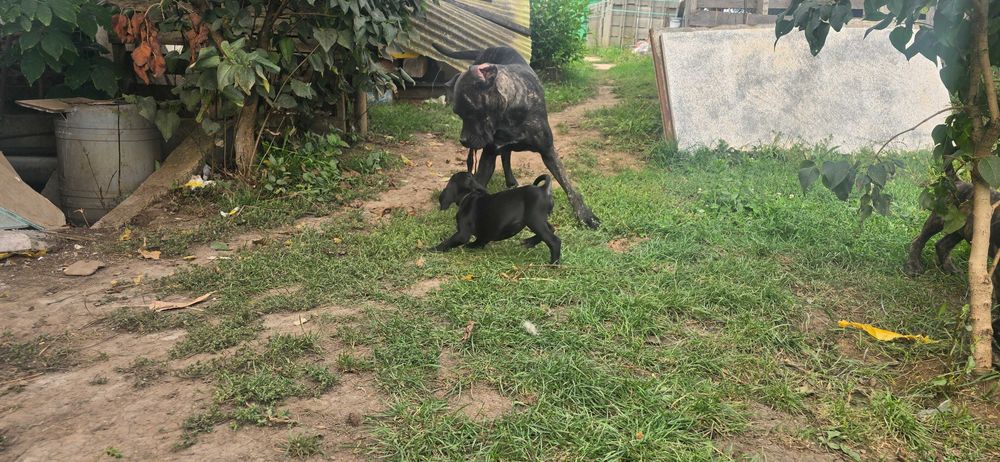 Cane corso  jucaus si plin de viata