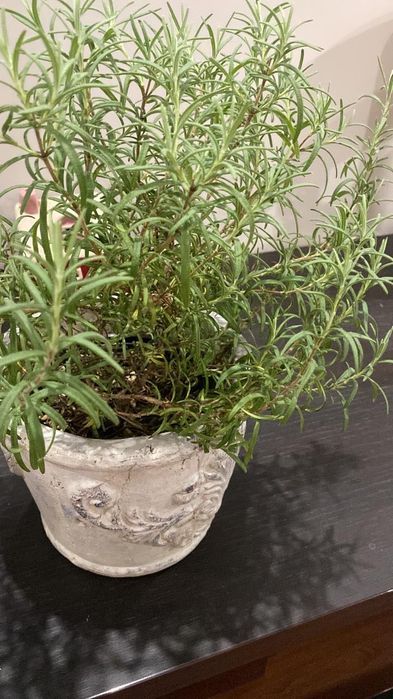 Розмарин продам розмарин