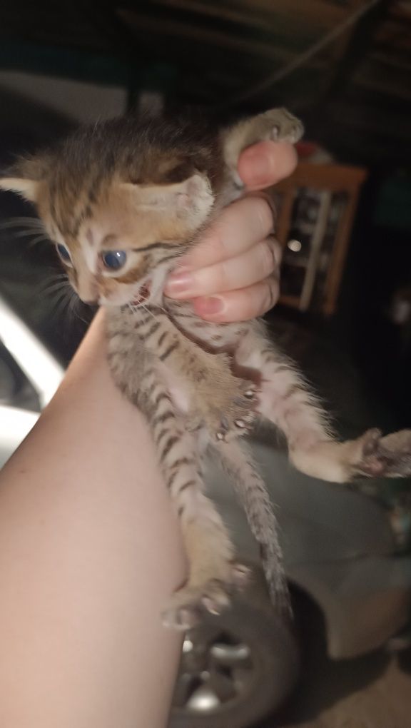 Отдам котят бесплатно