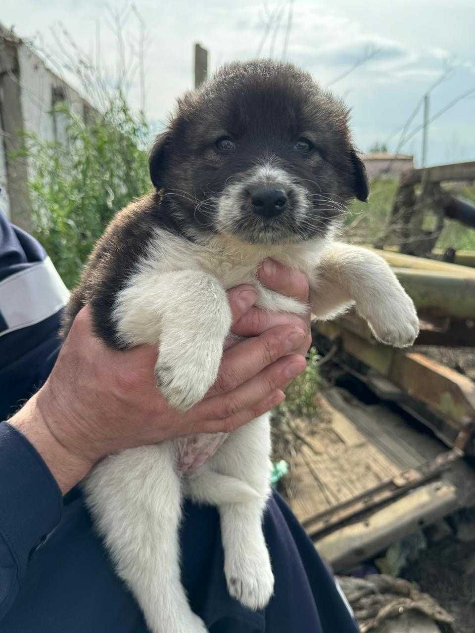 Отдам даром.Маленькие щенки в хорошие руки.