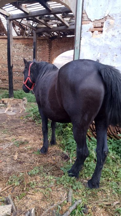 Vând Iapă Tânără. Facem orice probă doriți Preț