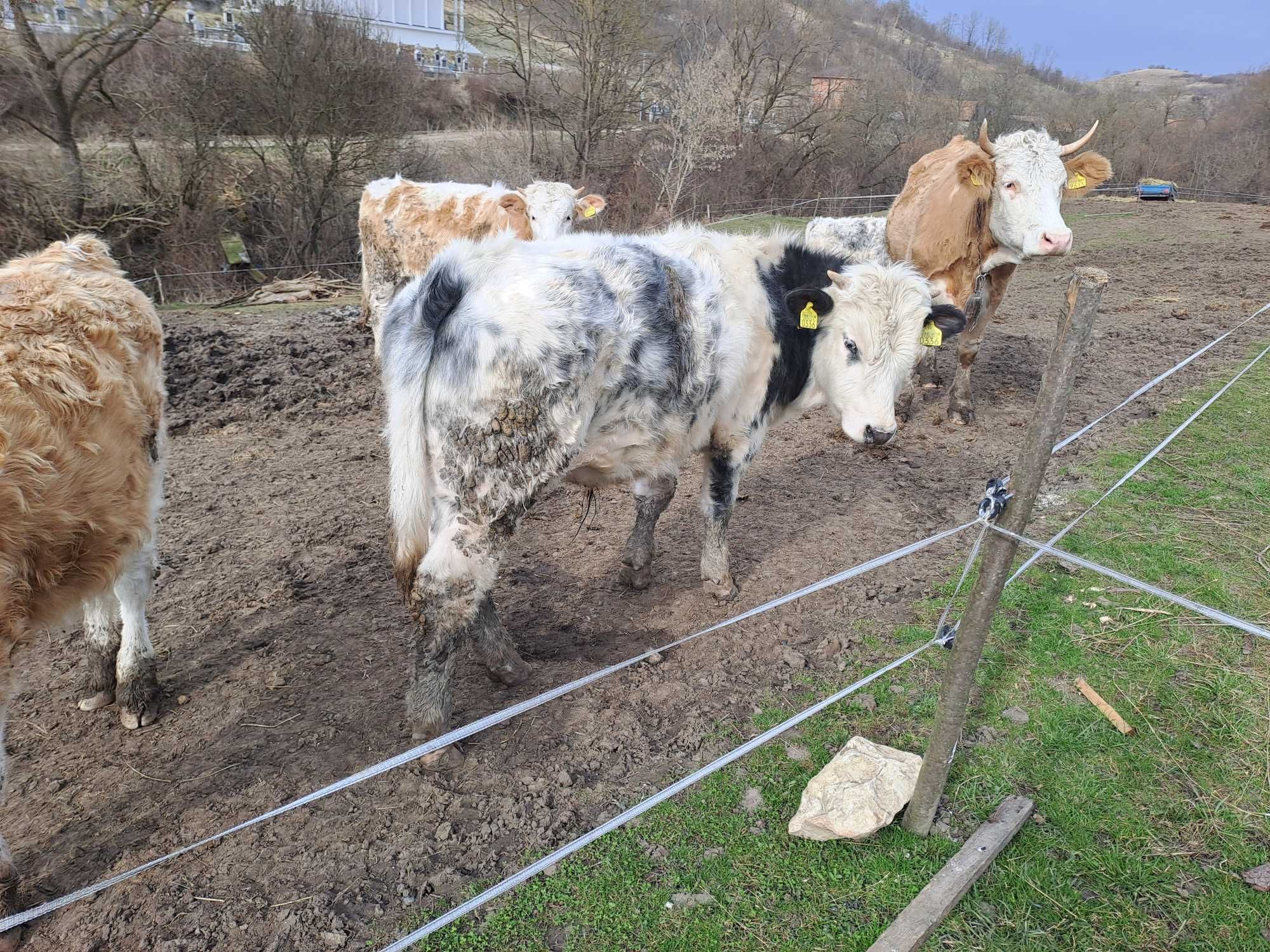 Vând vițele bălțată românească și belgiene