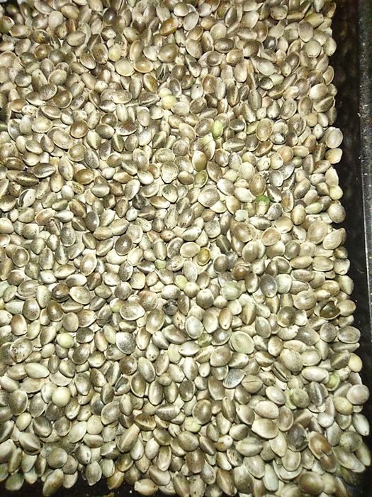 Seminte canepa Julfa jufla