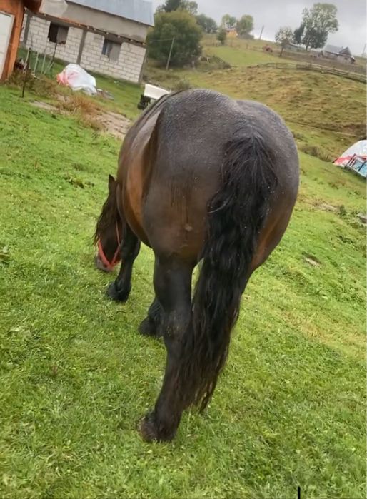 Vând armăsar murg sau schimb cu o iepușoară murgă