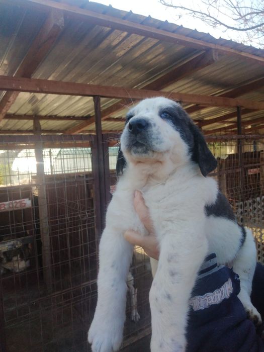 Ciobănesc Asia Centrală