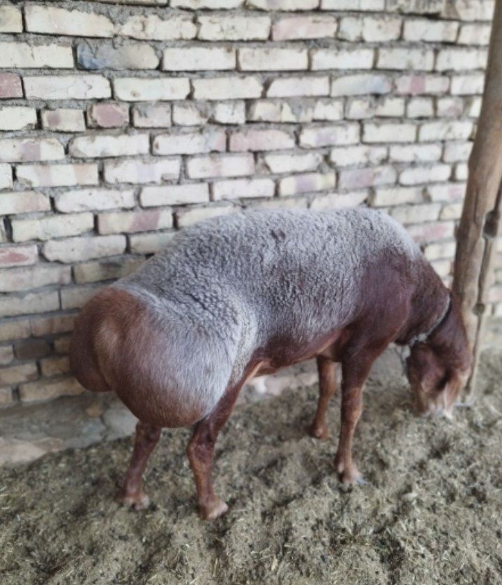 Arashan Qoʻchqor