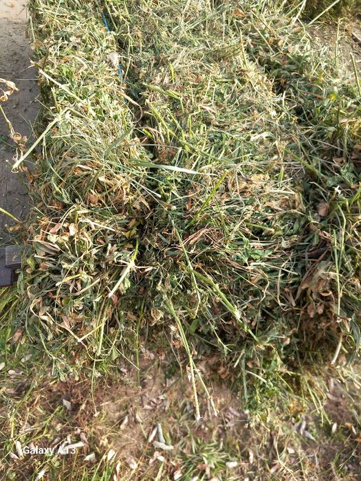 Vând baloți de lucernă