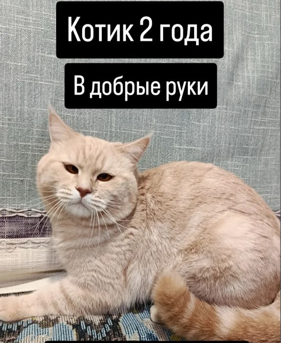 Отдадим кота в хорошие руки