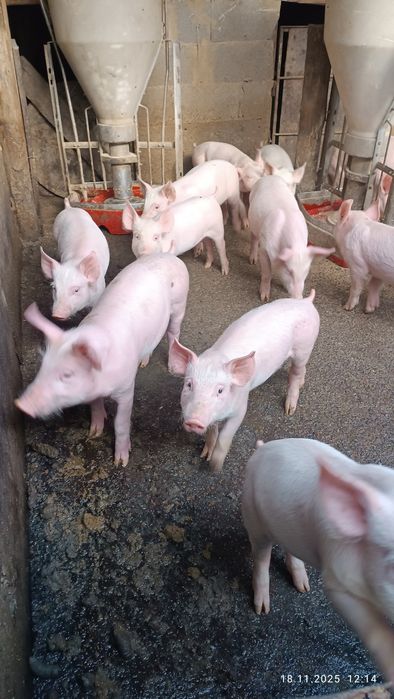 Бели прасета за клане  5.50лв