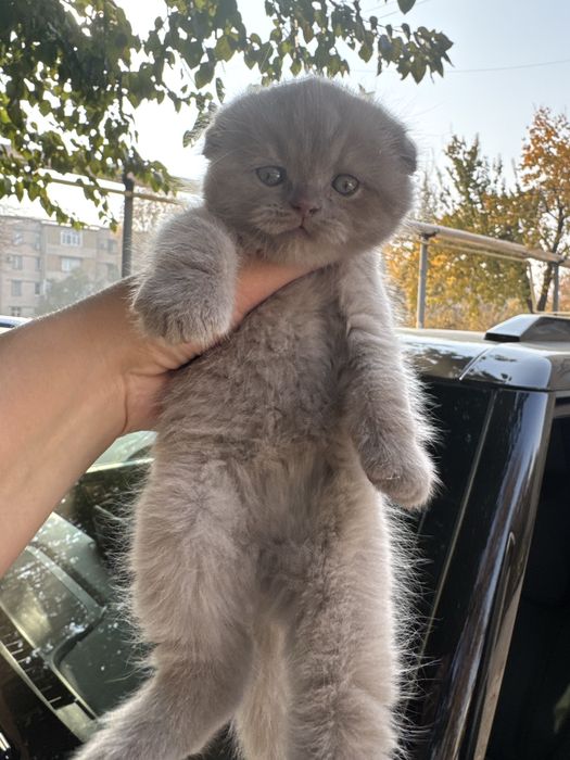 Продаюся котята Фолд