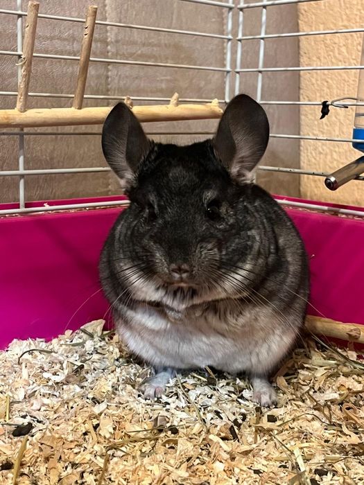 Cuplu de chinchilla/ sinsila/ cincila