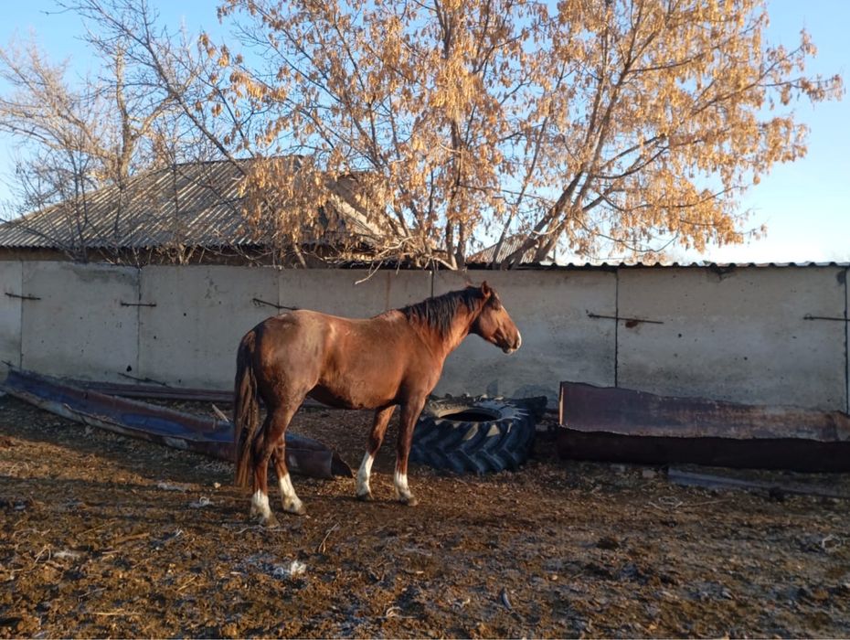 Продам лошадь! Ат сатамын
