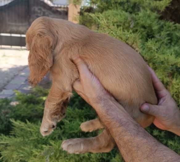 Pui rasa Cocker Spaniel