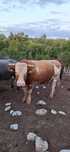 Vand doua bovine