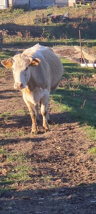 De vanzare o juninca și o vacă