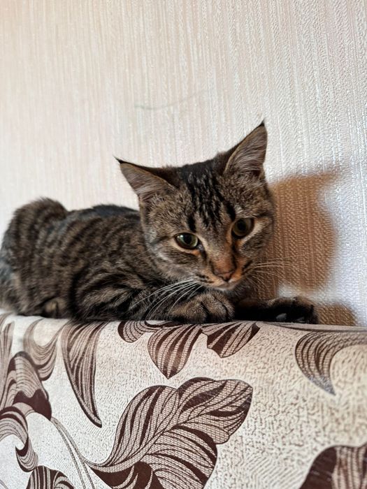 Одам ласковых котят в добрые руки