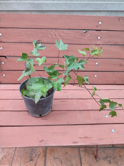 Iedera planta ornamentala, gard viu
