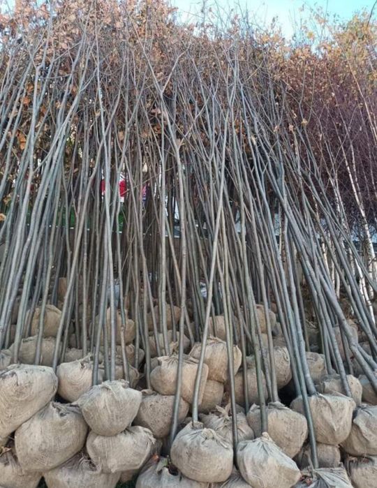 Copaci / Mesteacan / Tei / Platan / Cires