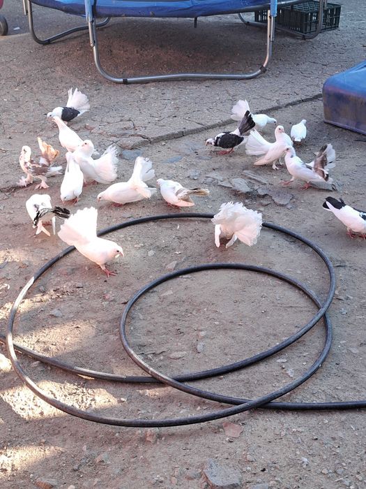 Vand porumbei sau schimb cu gaini!!