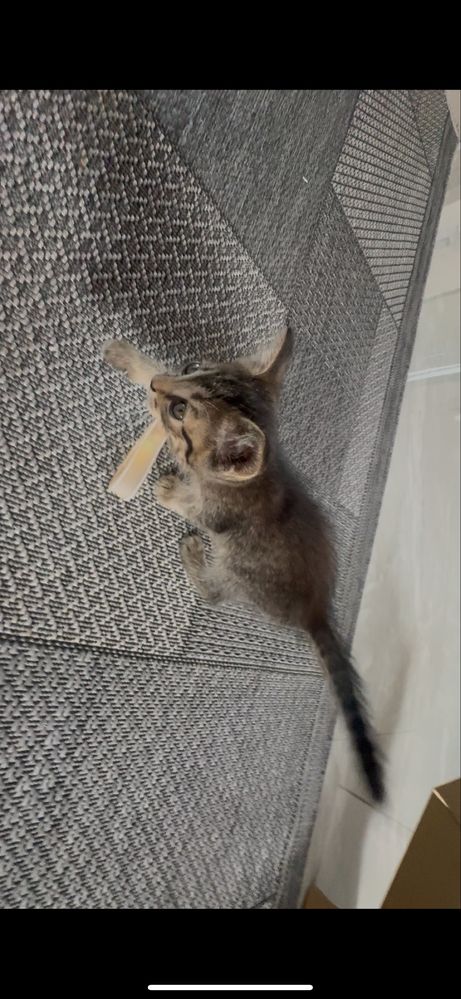 Котенок в добрые руки