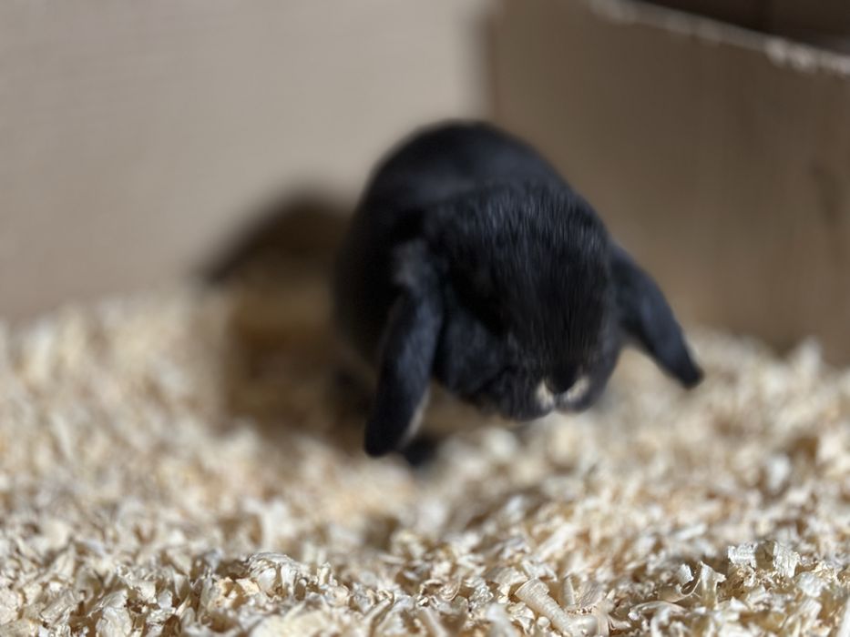 Karlik baran sotiladi 45 kunlik soni 2 ta